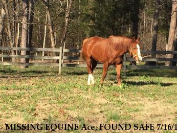 MISSING EQUINE Ace, FOUND SAFE 7/16/18 Near Salisbury, NC, 28146